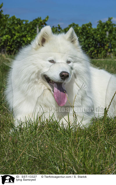 lying Samoyed / SST-13327