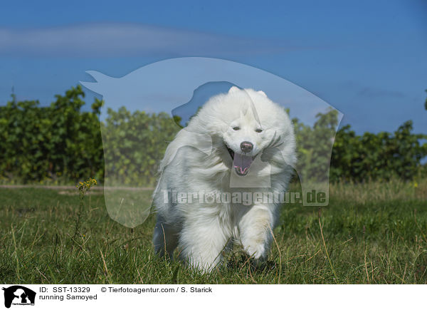 running Samoyed / SST-13329