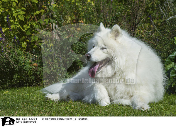 lying Samoyed / SST-13334
