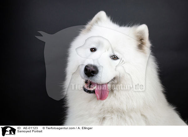 Samoyed Portrait / AE-01123