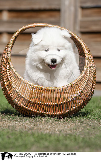 Samoyed Puppy in a basket / MW-09802