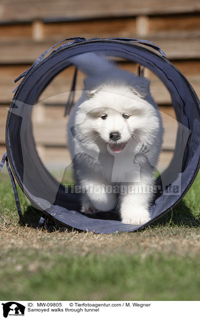 Samoyed walks through tunnel / MW-09805