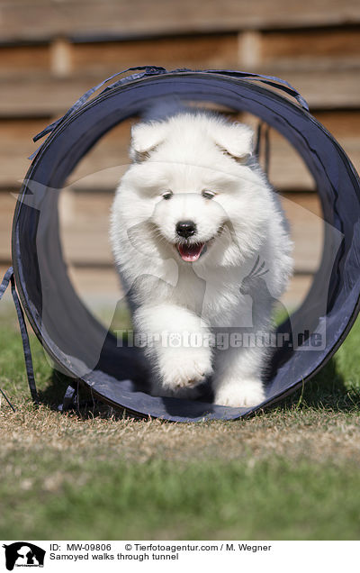 Samoyed walks through tunnel / MW-09806