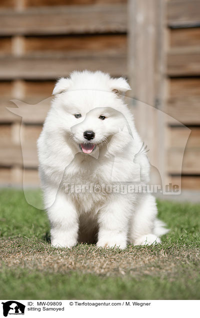 sitting Samoyed / MW-09809