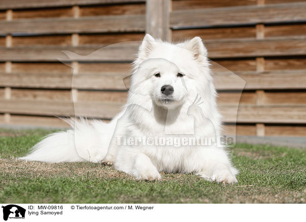 liegender Samojede / lying Samoyed / MW-09816