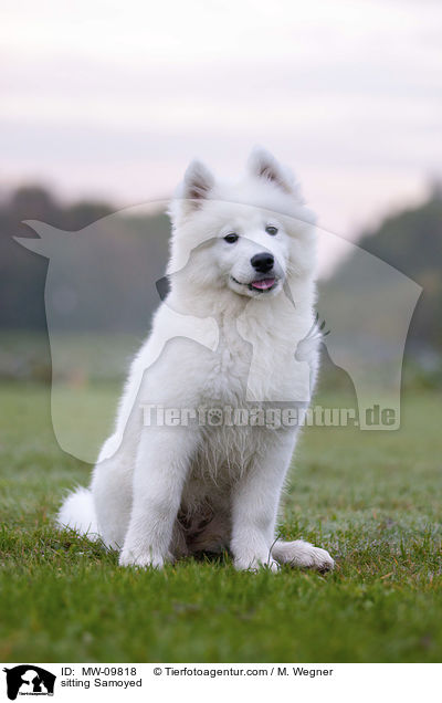 sitting Samoyed / MW-09818