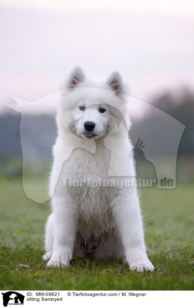 sitting Samoyed / MW-09821