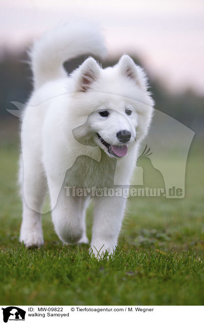 walking Samoyed / MW-09822