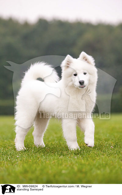 standing Samoyed / MW-09824