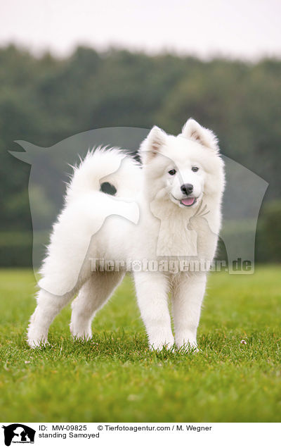 standing Samoyed / MW-09825