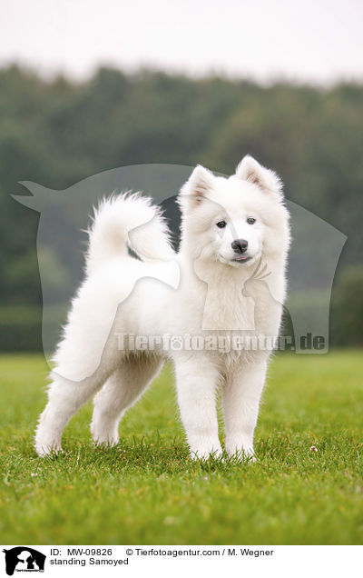 standing Samoyed / MW-09826
