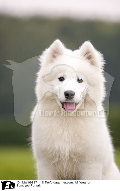 Samoyed Portrait / MW-09827