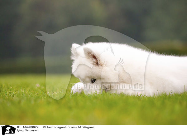 lying Samoyed / MW-09829