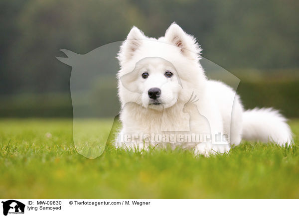 lying Samoyed / MW-09830