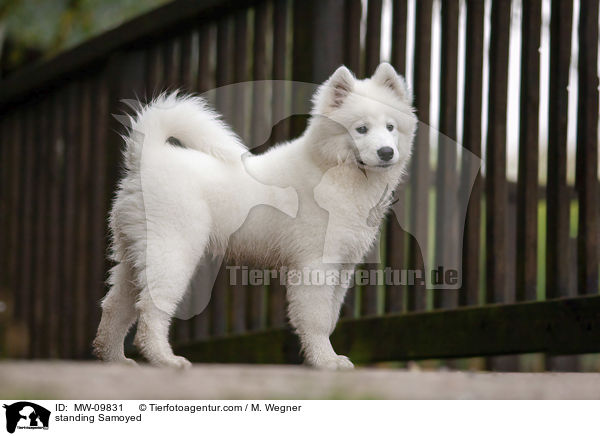 standing Samoyed / MW-09831