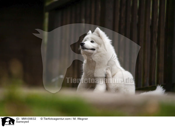 Samoyed / MW-09832