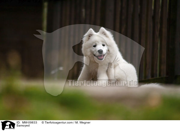 Samoyed / MW-09833