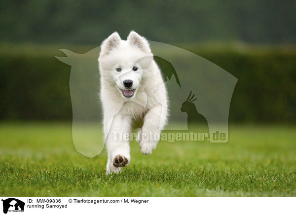 running Samoyed / MW-09836