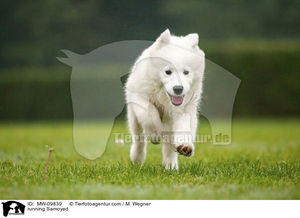running Samoyed / MW-09839