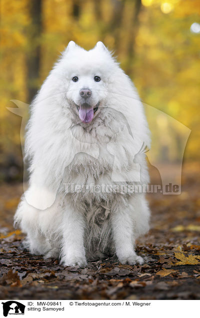 sitting Samoyed / MW-09841