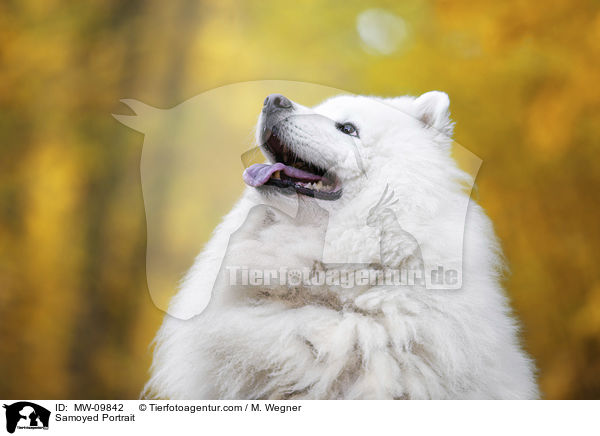 Samoyed Portrait / MW-09842