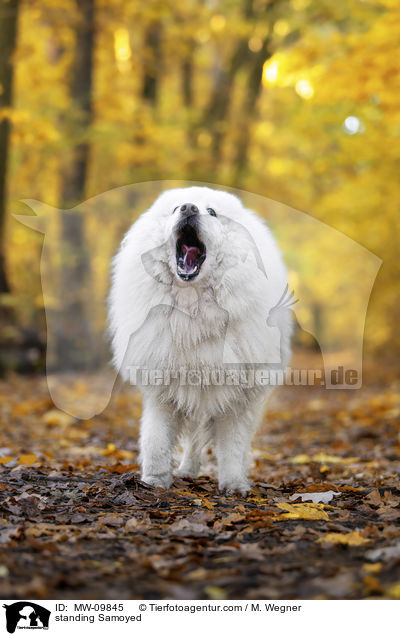 standing Samoyed / MW-09845