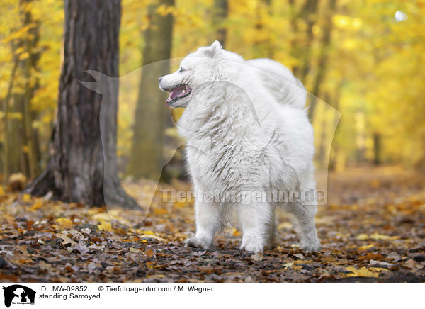 standing Samoyed / MW-09852
