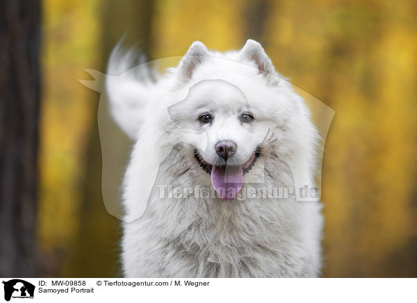 Samoyed Portrait / MW-09858