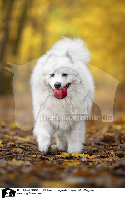 running Samoyed / MW-09861