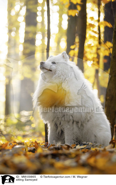 sitting Samoyed / MW-09865