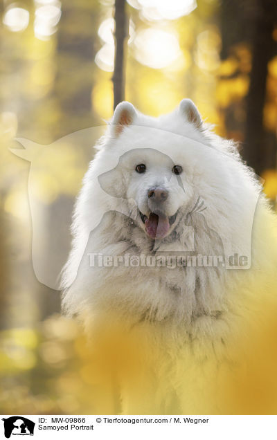 Samoyed Portrait / MW-09866