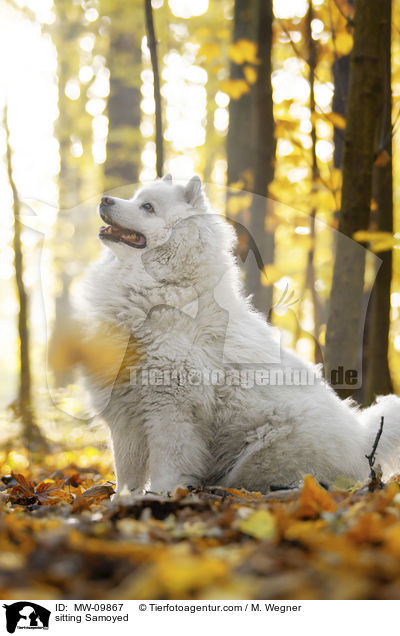 sitting Samoyed / MW-09867