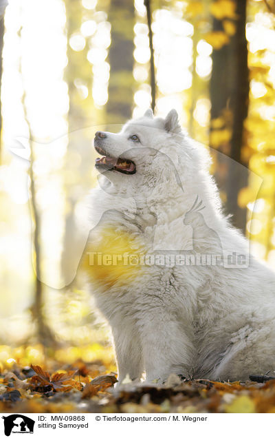 sitting Samoyed / MW-09868
