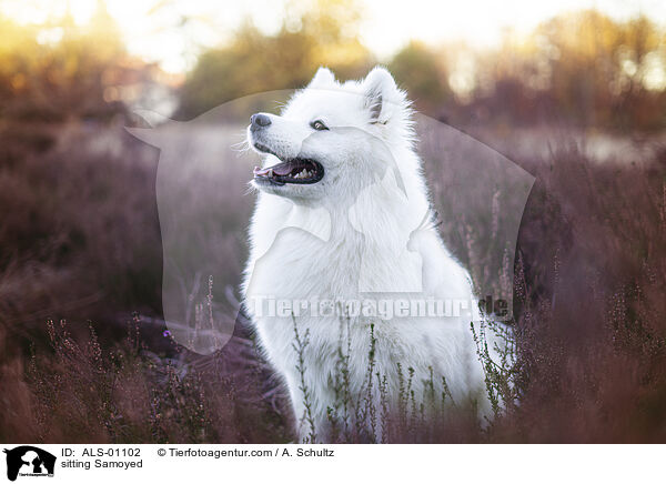 sitting Samoyed / ALS-01102