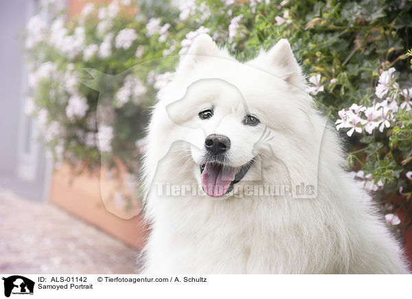 Samojede Portrait / Samoyed Portrait / ALS-01142