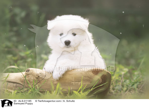 Samoyed Puppy / ALS-01185