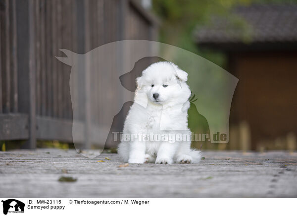 Samoyed puppy / MW-23115