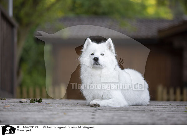 Samoyed / MW-23124