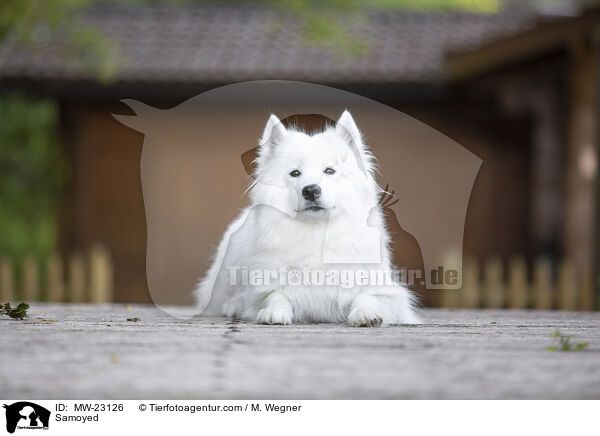 Samoyed / MW-23126