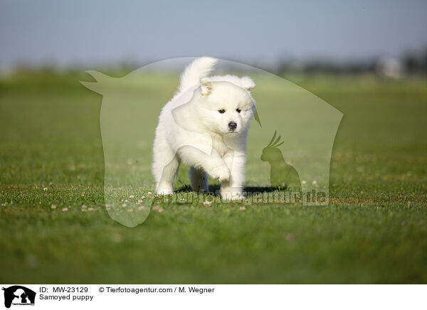 Samoyed puppy / MW-23129