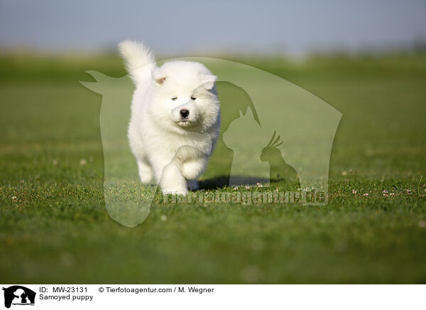 Samoyed puppy / MW-23131