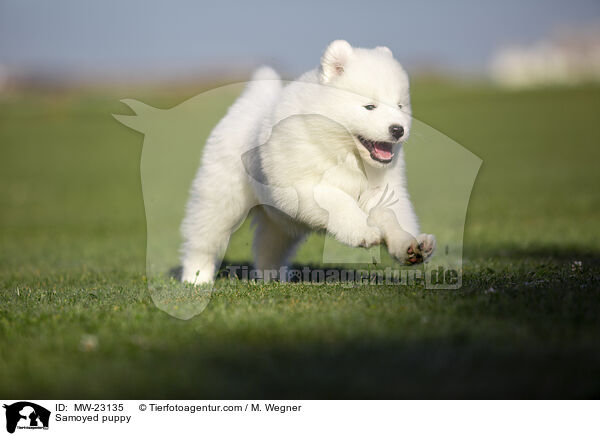 Samoyed puppy / MW-23135