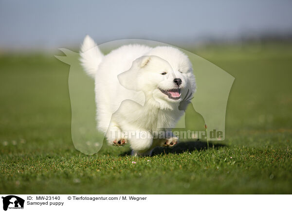 Samoyed puppy / MW-23140