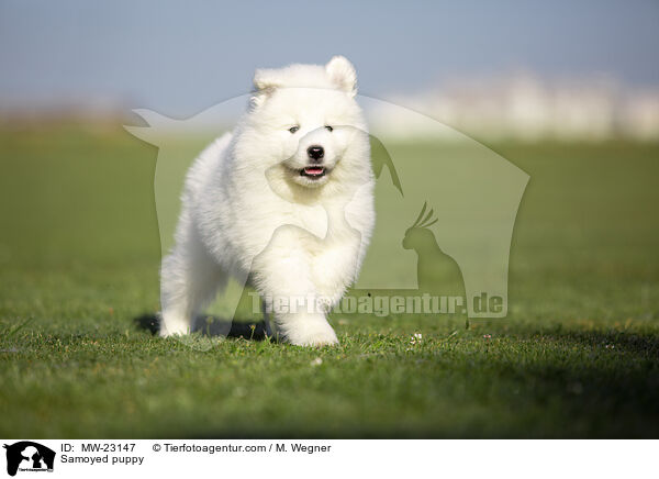 Samoyed puppy / MW-23147
