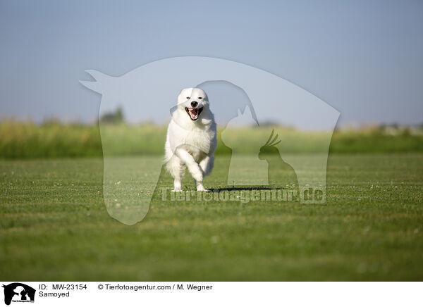 Samoyed / MW-23154