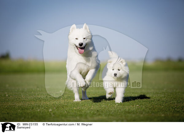 Samoyed / MW-23155
