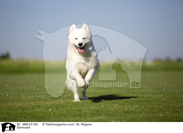 Samoyed / MW-23156