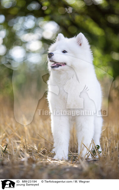 young Samoyed / MW-23194