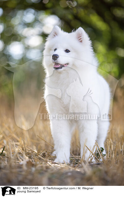 young Samoyed / MW-23195