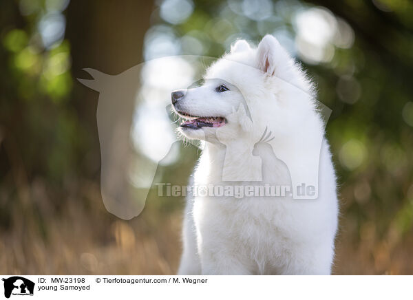 young Samoyed / MW-23198